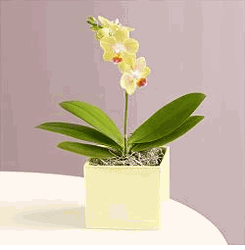 Yellow phalaenopsis