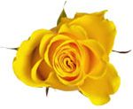 Yellow Roses 