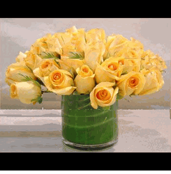 Yellow roses