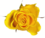 Yellow Roses 