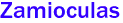Zamioculas 