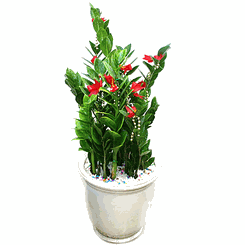 Zamioculcas