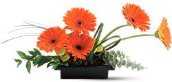 Zen Gerbera Bowl