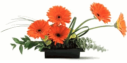 Zen Gerbera Bowl
