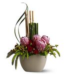 Zen Protea