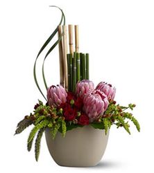 Zen Protea