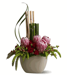 Zen Protea