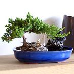 Zen Reflections Juniper Bonsai