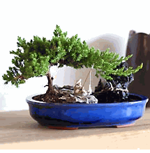 Zen Reflections Juniper Bonsai
