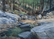 Run Through the Forest