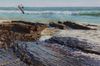 Crystal Cove Waves