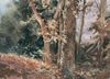 Falling Leaves