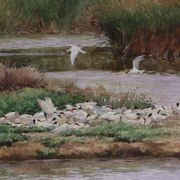 Marshland Symphony (Irvine, CA)