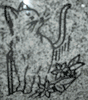 Cat Engraving