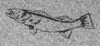Engraved Walleye Fish Design