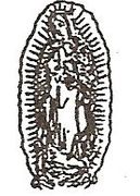 Lady Of Guadelupe