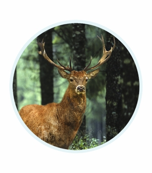 2 Inch in Diameter Round Deer Themed Insert with Mylar Detailing