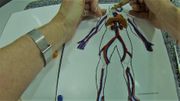 Cardiovascular and Respiratory Part 3: Veins and Lung Building
