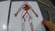 Cardiovascular & Respiratory  Part 1: Heart and Arteries