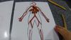 Cardiovascular & Respiratory Part 1: Heart and Arteries Cardiovascular & Respiratory Part 1: Heart and Arteries