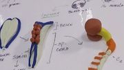 Embryology:  Cell to Systems