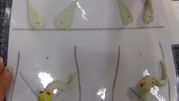 Female Reproductive System