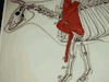 Hands-On Body System ACTIVITY:  Cow Meat Cuts