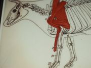 Hands-On Body System ACTIVITY:  Cow Meat Cuts