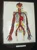 Hands-On Body System's ACTIVITY: Movement & Communication! 