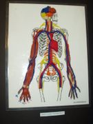 Hands-On Body System's ACTIVITY: Movement & Communication! 