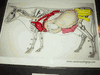 Hands-On Body Systems ACTIVITY: Cow and Horse Gastrointestinal Systems