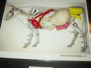 Hands-On Body Systems ACTIVITY: Cow and Horse Gastrointestinal Systems Hands-On Body Systems ACTIVITY: Cow and Horse Gastrointestinal Systems