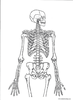 Hands-On Body Systems:  DIAGRAMS for HOBS ACTIVITIES Modules