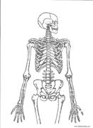 Hands-On Body Systems:  DIAGRAMS for HOBS ACTIVITIES Modules
