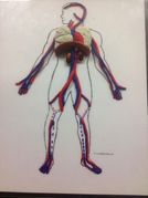 Hands-On Body Systems ACTIVITY: Cardiovascular and Respiratory 