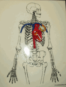 HOBS: The Network Behind the EKG ACTIVITY