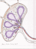 Lymph & Immune Systems: "Working Together to make all Systems Safe!"