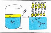 Module I Orientation to the Body & Cell Structure and Function