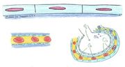Module II, Part A Tissues