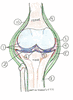 Module II, Part B Skeletal & Joints