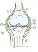 Module II, Part B Skeletal & Joints