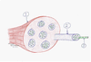 Module III, Muscles and Movement