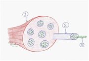 Module III, Muscles and Movement Module III, Muscles and Movement