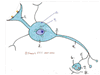 Module IV, Part B Neurophysiology & Support Cells