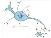 Module IV, Part B Neurophysiology & Support Cells