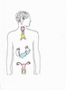 Module V, Endocrine System