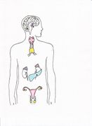 Module V, Endocrine System Module V, Endocrine System