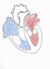Module VI, Part A The Heart