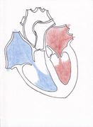 Module VI, Part A The Heart