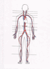 Module VI, Part B The Blood